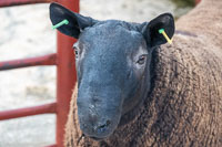 Border Cheviot Ewes-23